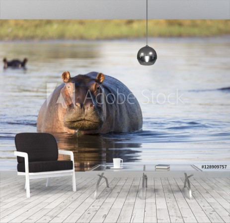 Image de Common hippopotamus or hippo Hippopotamus amphibius showing aggression Okavango Delta Botswana